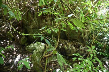 Bau, Sarawak, Borneo, Malezya Peri Mağarası ve Rüzgar Mağarası