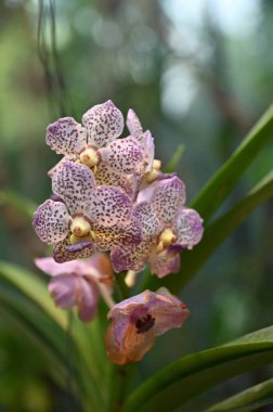 Marina Körfezi, Singapur - 31 Ocak 2025 Koyun yanındaki Bahçelerde Çiçek Fantezisi