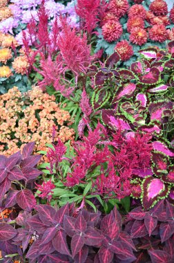 Marina Körfezi, Singapur - 31 Ocak 2025 Koyun yanındaki Bahçelerde Çiçek Fantezisi