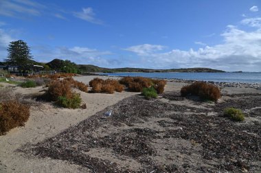 Penguen Adası, Avustralya 31 Mayıs 2025: Penguen Adası ve Rockingham, Perth Shoalwater