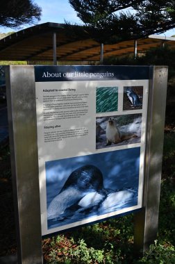 Penguen Adası, Avustralya 31 Mayıs 2025: Penguen Adası ve Rockingham, Perth Shoalwater