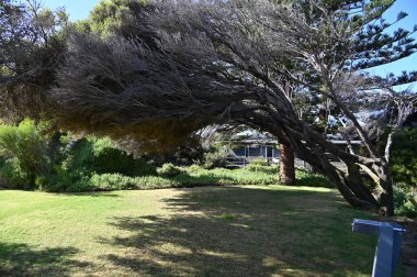 Penguen Adası, Avustralya 31 Mayıs 2025: Penguen Adası ve Rockingham, Perth Shoalwater