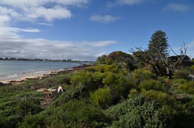 Penguen Adası, Avustralya 31 Mayıs 2025: Penguen Adası ve Rockingham, Perth Shoalwater