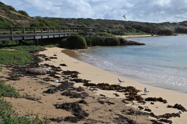 Penguen Adası, Avustralya 31 Mayıs 2025: Penguen Adası ve Rockingham, Perth Shoalwater