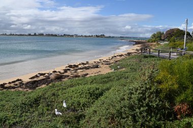 Penguen Adası, Avustralya 31 Mayıs 2025: Penguen Adası ve Rockingham, Perth Shoalwater