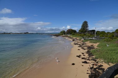 Penguen Adası, Avustralya 31 Mayıs 2025: Penguen Adası ve Rockingham, Perth Shoalwater