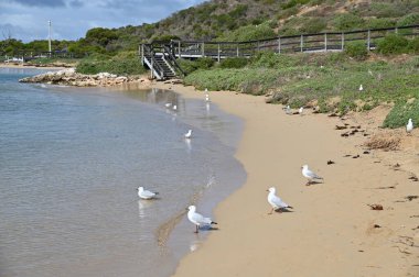Penguen Adası, Avustralya 31 Mayıs 2025: Penguen Adası ve Rockingham, Perth Shoalwater