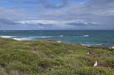Penguen Adası, Avustralya 31 Mayıs 2025: Penguen Adası ve Rockingham, Perth Shoalwater