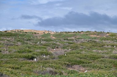 Penguen Adası, Avustralya 31 Mayıs 2025: Penguen Adası ve Rockingham, Perth Shoalwater