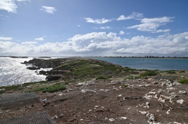 Penguen Adası, Avustralya 31 Mayıs 2025: Penguen Adası ve Rockingham, Perth Shoalwater