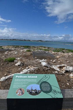 Penguen Adası, Avustralya 31 Mayıs 2025: Penguen Adası ve Rockingham, Perth Shoalwater