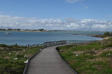 Penguen Adası, Avustralya 31 Mayıs 2025: Penguen Adası ve Rockingham, Perth Shoalwater