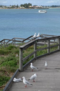 Penguen Adası, Avustralya 31 Mayıs 2025: Penguen Adası ve Rockingham, Perth Shoalwater
