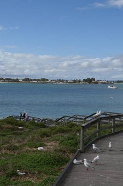 Penguen Adası, Avustralya 31 Mayıs 2025: Penguen Adası ve Rockingham, Perth Shoalwater