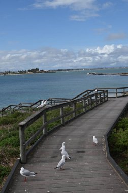 Penguen Adası, Avustralya 31 Mayıs 2025: Penguen Adası ve Rockingham, Perth Shoalwater