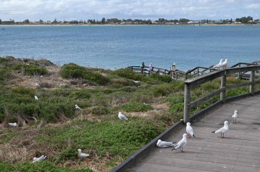 Penguen Adası, Avustralya 31 Mayıs 2025: Penguen Adası ve Rockingham, Perth Shoalwater
