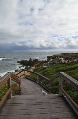 Penguen Adası, Avustralya 31 Mayıs 2025: Penguen Adası ve Rockingham, Perth Shoalwater