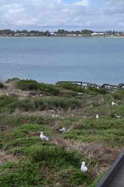 Penguen Adası, Avustralya 31 Mayıs 2025: Penguen Adası ve Rockingham, Perth Shoalwater