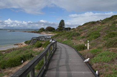 Penguen Adası, Avustralya 31 Mayıs 2025: Penguen Adası ve Rockingham, Perth Shoalwater