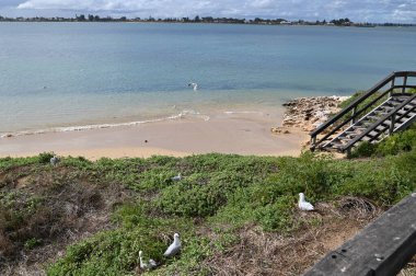 Penguen Adası, Avustralya 31 Mayıs 2025: Penguen Adası ve Rockingham, Perth Shoalwater