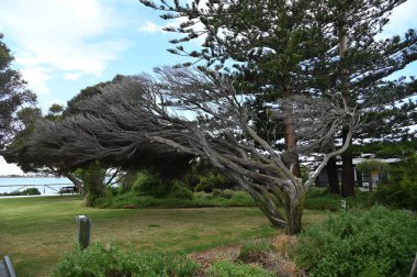 Penguen Adası, Avustralya 31 Mayıs 2025: Penguen Adası ve Rockingham, Perth Shoalwater