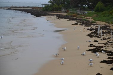 Penguen Adası, Avustralya 31 Mayıs 2025: Penguen Adası ve Rockingham, Perth Shoalwater