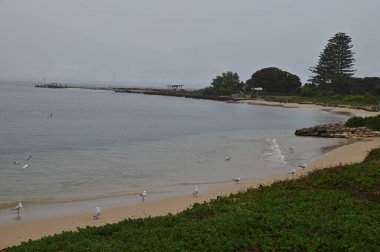 Penguen Adası, Avustralya 31 Mayıs 2025: Penguen Adası ve Rockingham, Perth Shoalwater