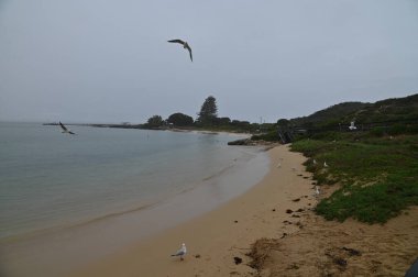 Penguen Adası, Avustralya 31 Mayıs 2025: Penguen Adası ve Rockingham, Perth Shoalwater