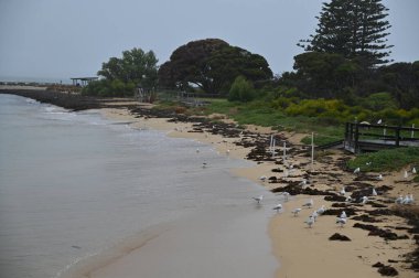 Penguen Adası, Avustralya 31 Mayıs 2025: Penguen Adası ve Rockingham, Perth Shoalwater