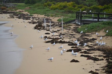 Penguen Adası, Avustralya 31 Mayıs 2025: Penguen Adası ve Rockingham, Perth Shoalwater