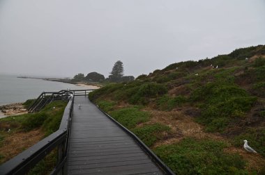 Penguen Adası, Avustralya 31 Mayıs 2025: Penguen Adası ve Rockingham, Perth Shoalwater