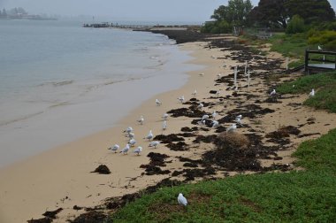 Penguen Adası, Avustralya 31 Mayıs 2025: Penguen Adası ve Rockingham, Perth Shoalwater