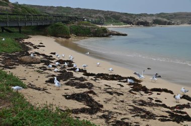 Penguen Adası, Avustralya 31 Mayıs 2025: Penguen Adası ve Rockingham, Perth Shoalwater