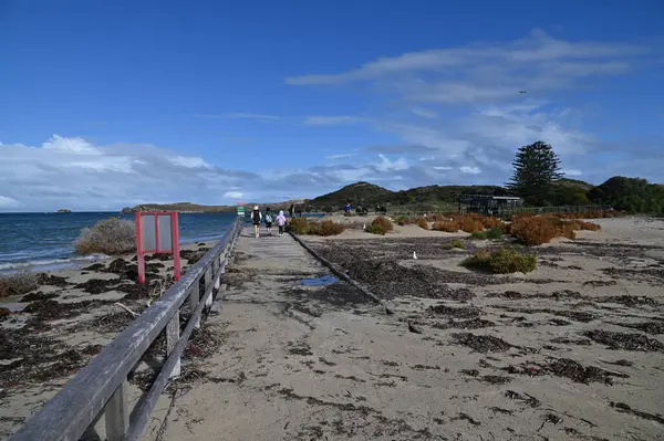 Penguen Adası, Avustralya 31 Mayıs 2025: Penguen Adası ve Rockingham, Perth Shoalwater