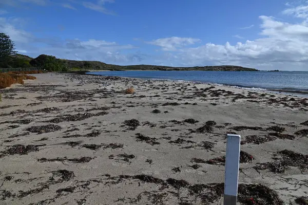 Penguen Adası, Avustralya 31 Mayıs 2025: Penguen Adası ve Rockingham, Perth Shoalwater