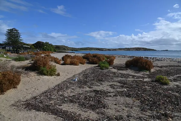 Penguen Adası, Avustralya 31 Mayıs 2025: Penguen Adası ve Rockingham, Perth Shoalwater