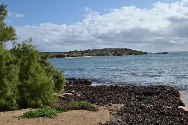 Penguen Adası, Avustralya 31 Mayıs 2025: Penguen Adası ve Rockingham, Perth Shoalwater