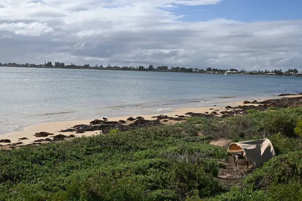 Penguen Adası, Avustralya 31 Mayıs 2025: Penguen Adası ve Rockingham, Perth Shoalwater