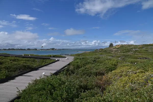 Penguen Adası, Avustralya 31 Mayıs 2025: Penguen Adası ve Rockingham, Perth Shoalwater