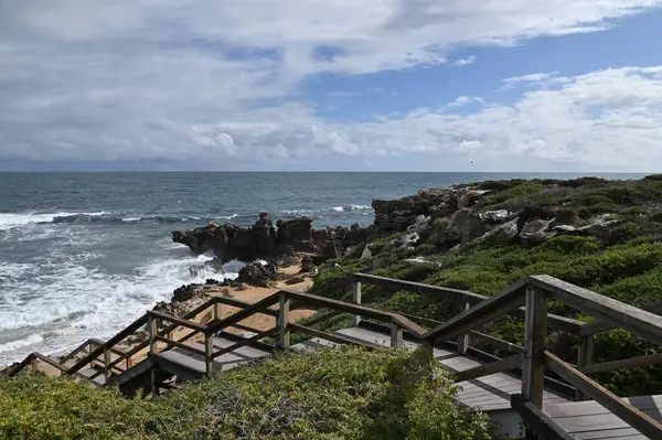 Penguen Adası, Avustralya 31 Mayıs 2025: Penguen Adası ve Rockingham, Perth Shoalwater