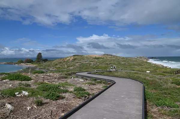 Penguen Adası, Avustralya 31 Mayıs 2025: Penguen Adası ve Rockingham, Perth Shoalwater