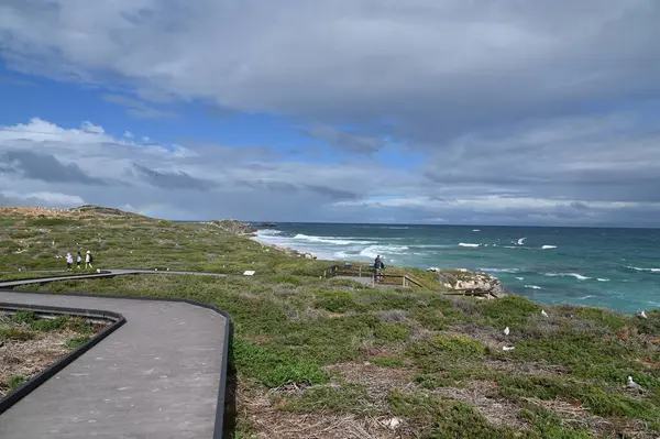 Penguen Adası, Avustralya 31 Mayıs 2025: Penguen Adası ve Rockingham, Perth Shoalwater