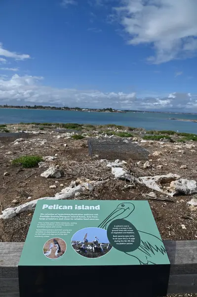 Penguen Adası, Avustralya 31 Mayıs 2025: Penguen Adası ve Rockingham, Perth Shoalwater