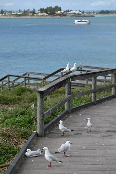 Penguen Adası, Avustralya 31 Mayıs 2025: Penguen Adası ve Rockingham, Perth Shoalwater