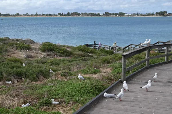 Penguen Adası, Avustralya 31 Mayıs 2025: Penguen Adası ve Rockingham, Perth Shoalwater