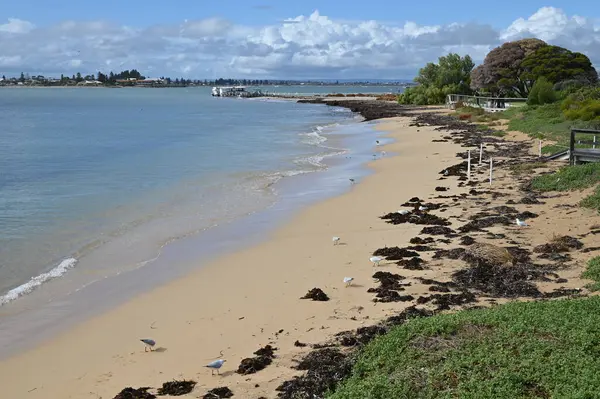 Penguen Adası, Avustralya 31 Mayıs 2025: Penguen Adası ve Rockingham, Perth Shoalwater