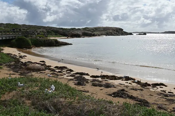 Penguen Adası, Avustralya 31 Mayıs 2025: Penguen Adası ve Rockingham, Perth Shoalwater