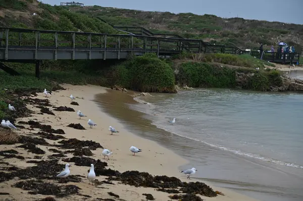 Penguen Adası, Avustralya 31 Mayıs 2025: Penguen Adası ve Rockingham, Perth Shoalwater