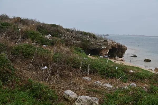 Penguen Adası, Avustralya 31 Mayıs 2025: Penguen Adası ve Rockingham, Perth Shoalwater