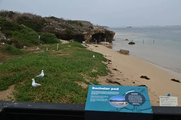 Penguen Adası, Avustralya 31 Mayıs 2025: Penguen Adası ve Rockingham, Perth Shoalwater